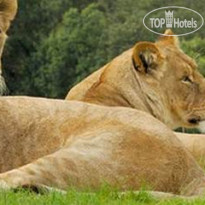 Mara Serena Safari Lodge