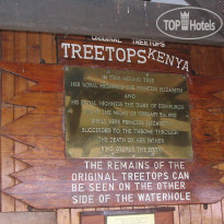 Treetops