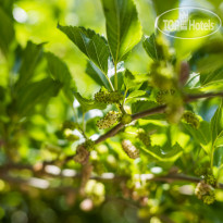 Organic House & Aquapark 