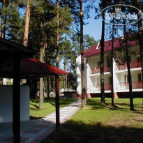 Сосны