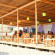 Saranda International