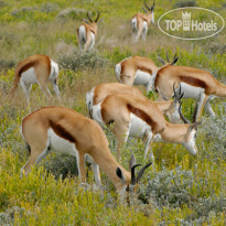Etosha Village