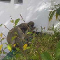 Holiday Beach Club Hotel 