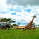 Serengeti Sametu Camp 