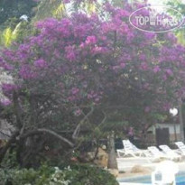 Les Bougainvillees Сад