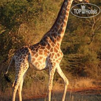 Bushlands Game Lodge