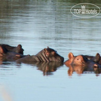 Ditholo Game Lodge