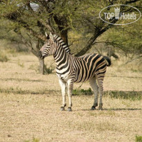 Ditholo Game Lodge