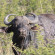 Ditholo Game Lodge 