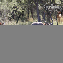 Ditholo Game Lodge