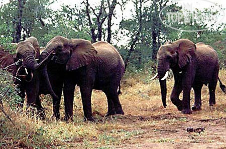 Hotel photo Ingwe Game Lodge 4*