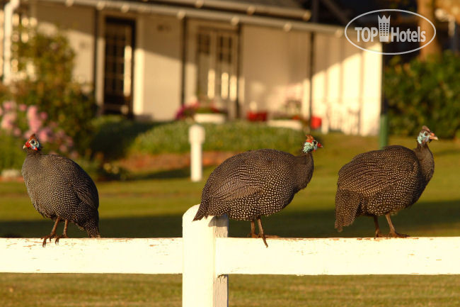 New photos from tourists Belvidere Manor Hotel 4*