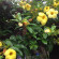 Dandelion Hotel 