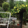 Dandelion Hotel 