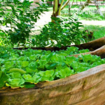 Apricot (Bau Mai) Resort 