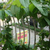 Hoang Dai Guest House 