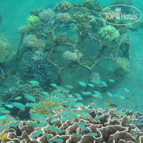 Adi Assri Beach Resort