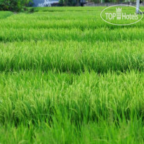 Marbella Pool Suites 