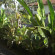 Aurelia House 