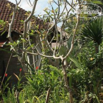 Citrus Tree B&B - Kunyit 