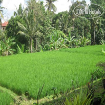 Ubud Sensasi