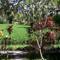 Arjana Bungalows Rice Field