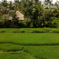 Arjana Bungalows Rice Field