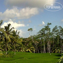 Arjana Bungalows Rice Field