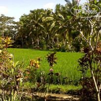 Arjana Bungalows Rice Field
