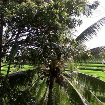Arjana Bungalows Rice Field