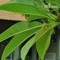 Bali Gecko Homestay