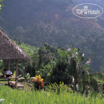Alila Manggis