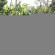 The Junjungan Bungalow 