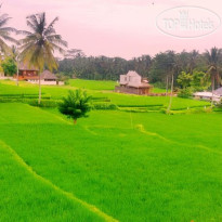 The Suci House Ubud Территория отеля