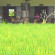 Ananda Cottages 