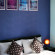 The Spot Color Theme 