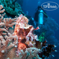 Mamaling Souldiving Bunaken 