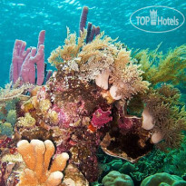 Mamaling Souldiving Bunaken 