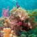 Mamaling Souldiving Bunaken 