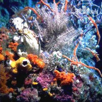 Wakatobi Dive Resort 