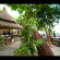 Dusit Buncha Resort 