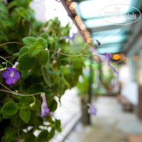 Aree Guest House