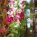 Little Sunshine Boutique Beach Resort & Spa 