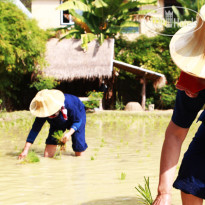 Chompor Lanna Restaurant & Boutique Resort 