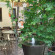 Lannatree Chiangmai House 