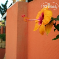 Thaphae Garden Guesthouse