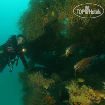 Puerto Del Sol Dive Resort 