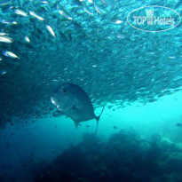 El Nido Resorts Apulit Island рыбы