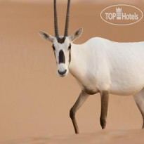 The Ritz-Carlton Ras Al Khaimah, Al Wadi Desert 