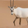The Ritz-Carlton Ras Al Khaimah, Al Wadi Desert 